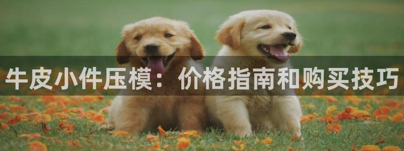 易倍单词如何下载