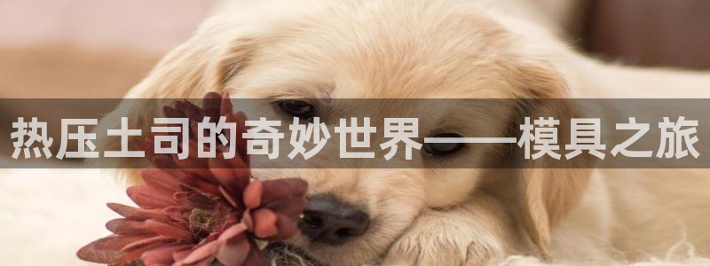 emc易赔：热压土司的奇妙世界——模具之旅